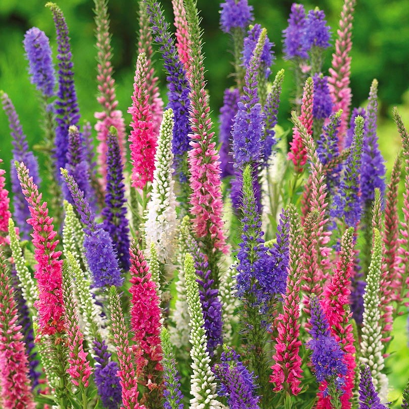 Вероника d12 Tim 