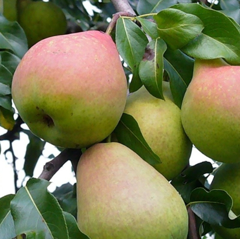 Груша Первомайская С7,5 100-140 ЦО 