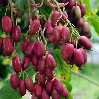 Актинидия пурпурная Харди Ред p9 CL по цене  Актинидия пурпурная Харди Ред p9 CL