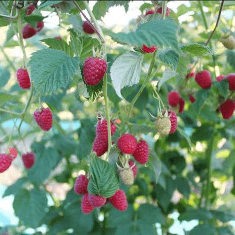 Малина Моллинг Джуно красная v2 Tim 