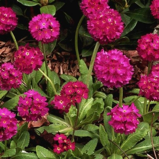 Примула Рубин р9 Sw 