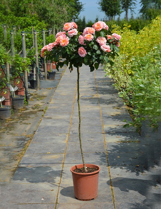 Роза на штамбе Мари Кюри C10, St 90 YP 