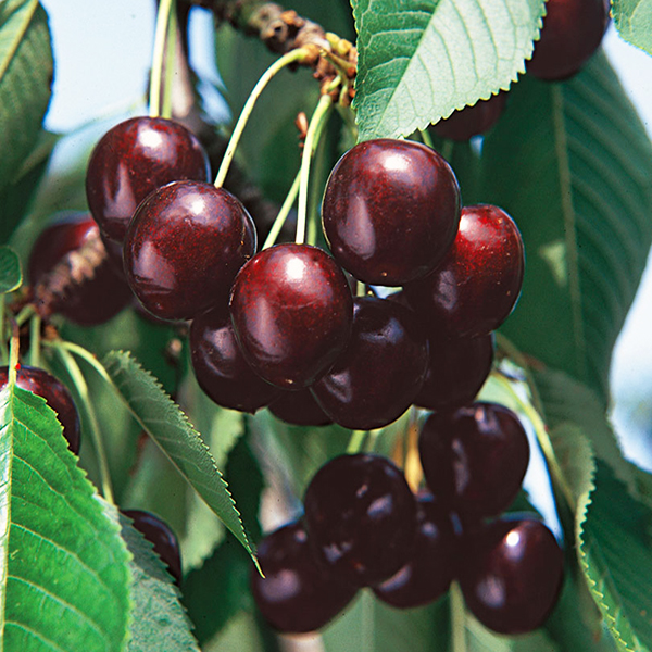 Черешня Ревна 80-100 Tim 