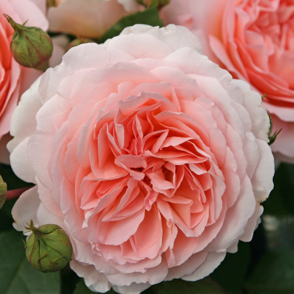 Роза флорибунда Маршензаубер v5 Dem 