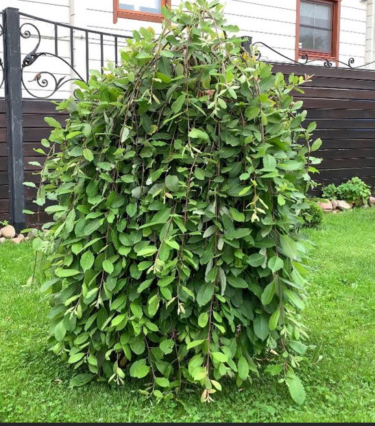 Козья пендула3