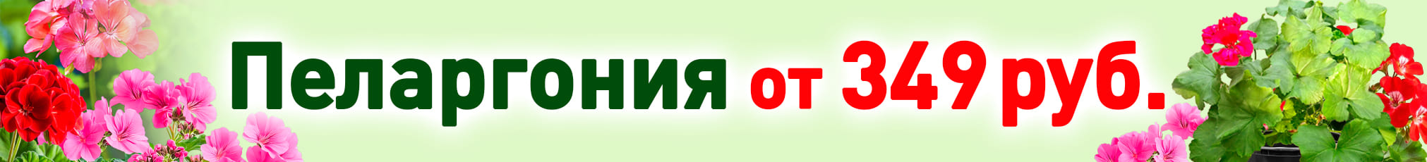 Пеларгония от 349 руб!