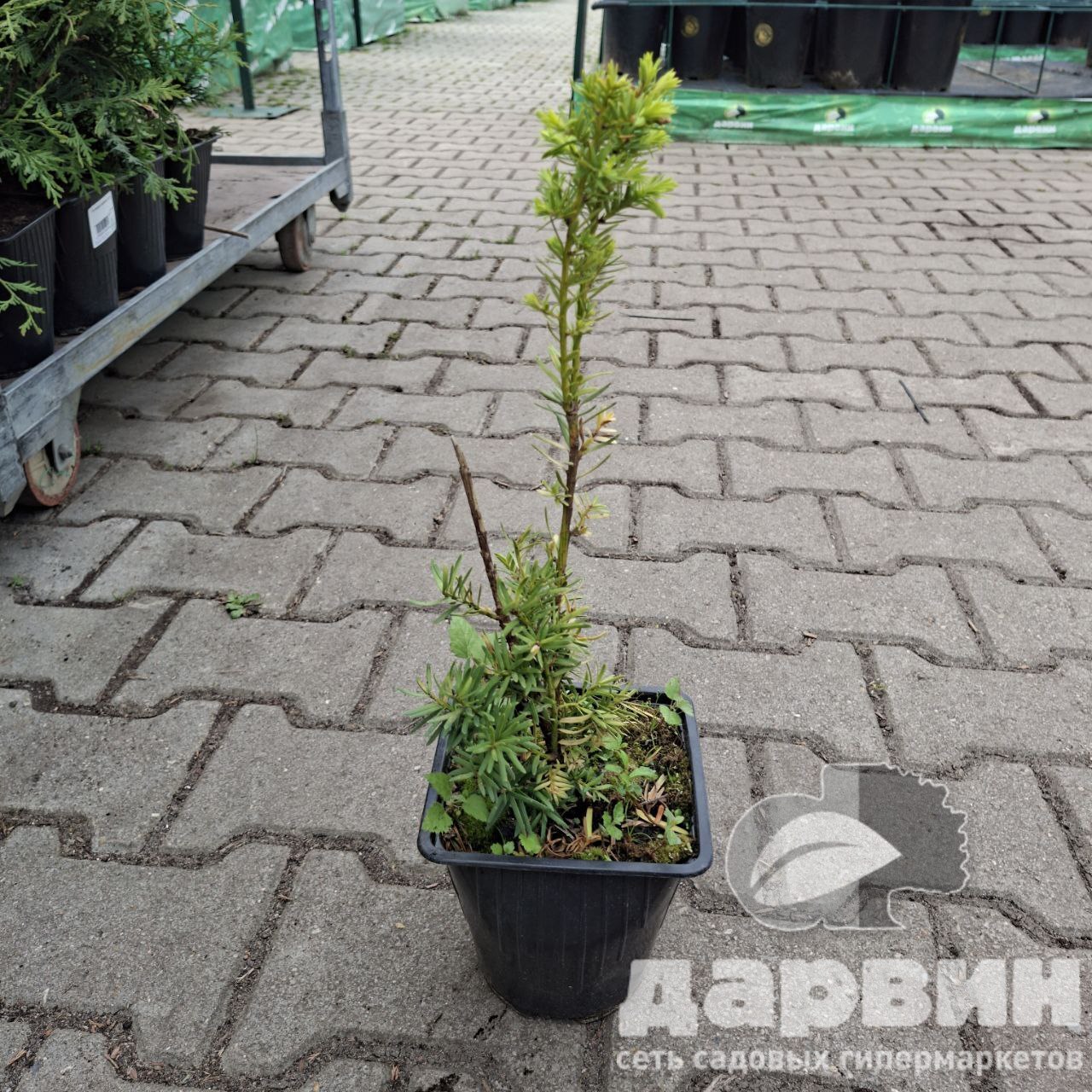 Тисс средний Хикси v2 Lav 