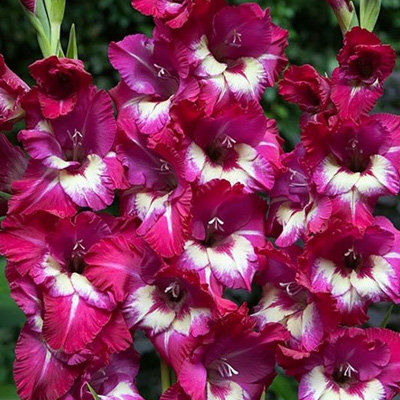 Луковица Гладиолус Джо Джо, 7шт/уп 