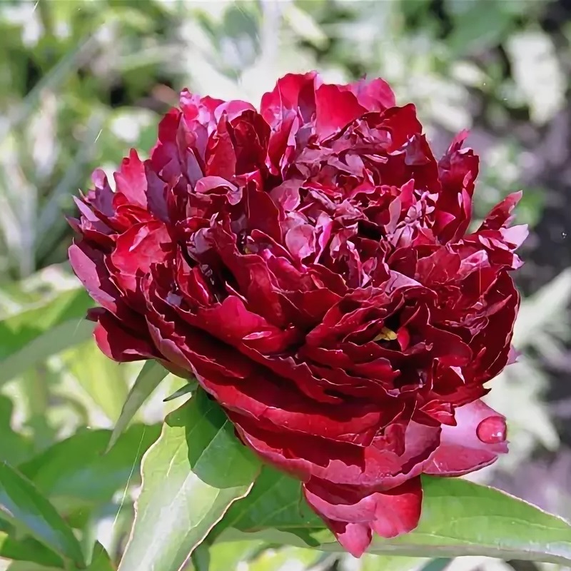 Пион Хайлайт v3-5 Tim 