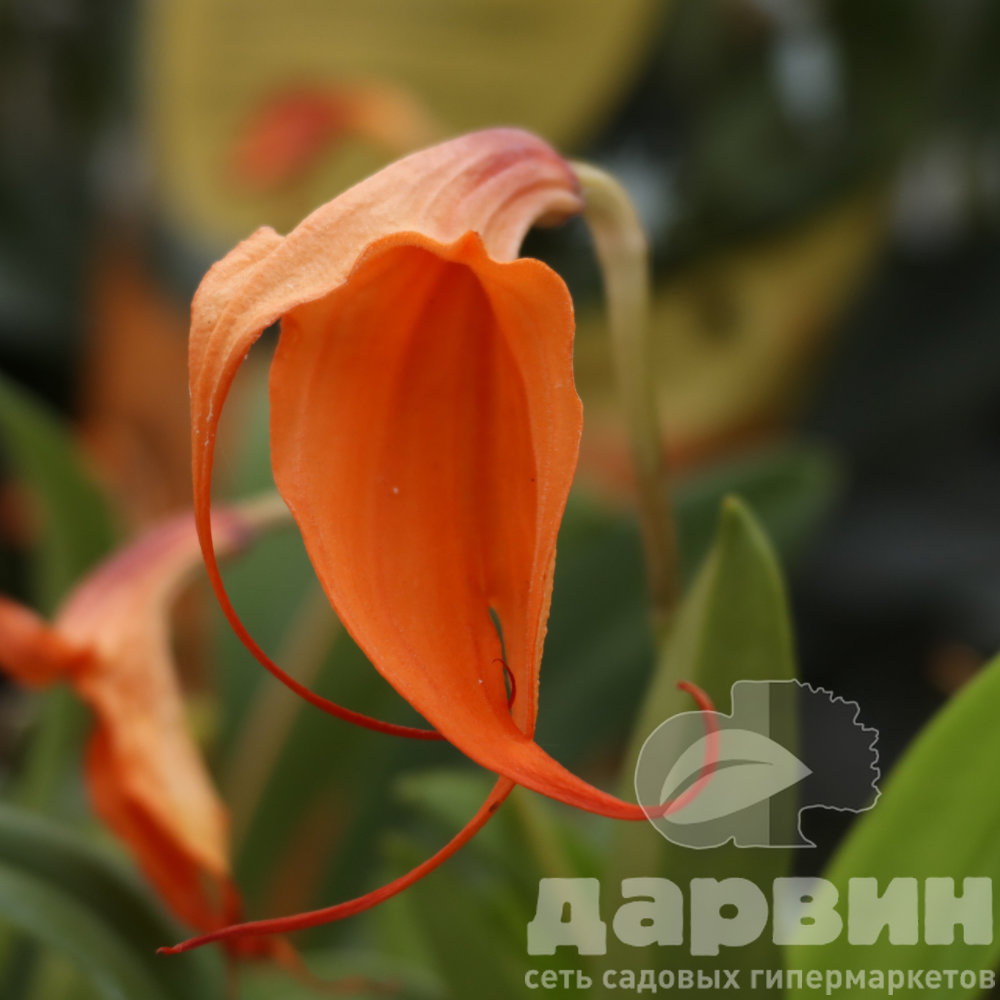 Орхидея Масдеваллия микс d6 h25 
