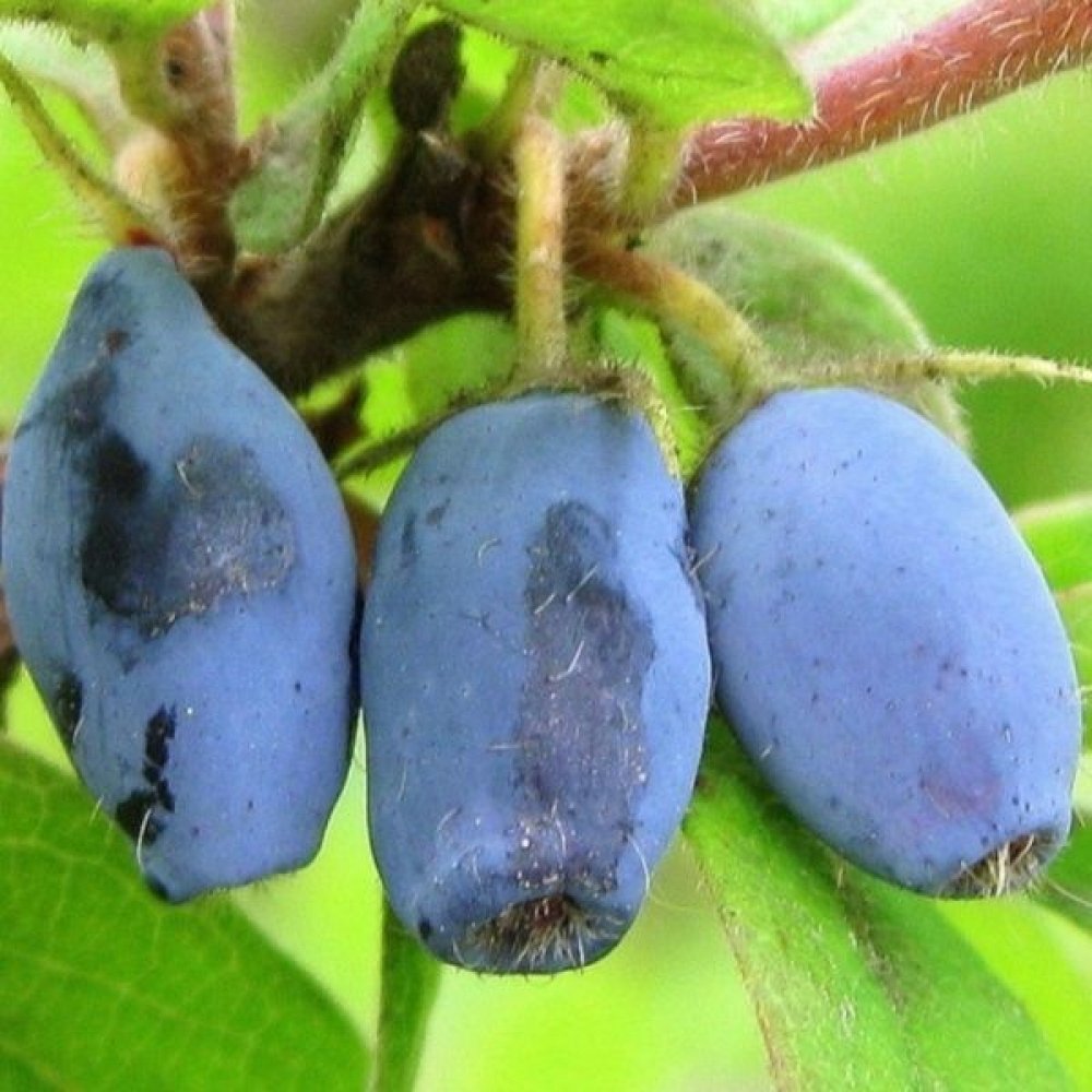 Жимолость съедобная Виола v2 Tim 