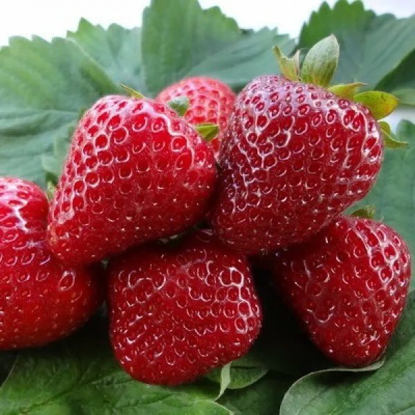 Земляника крупноплодная Диамант d11 Tim 