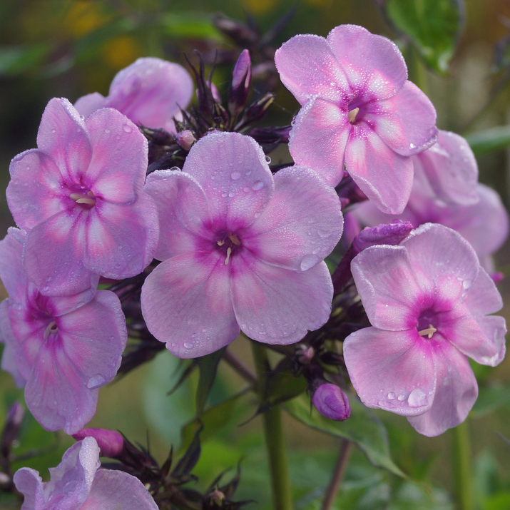 Флокс Рейнбоу Дэнсер Tim 