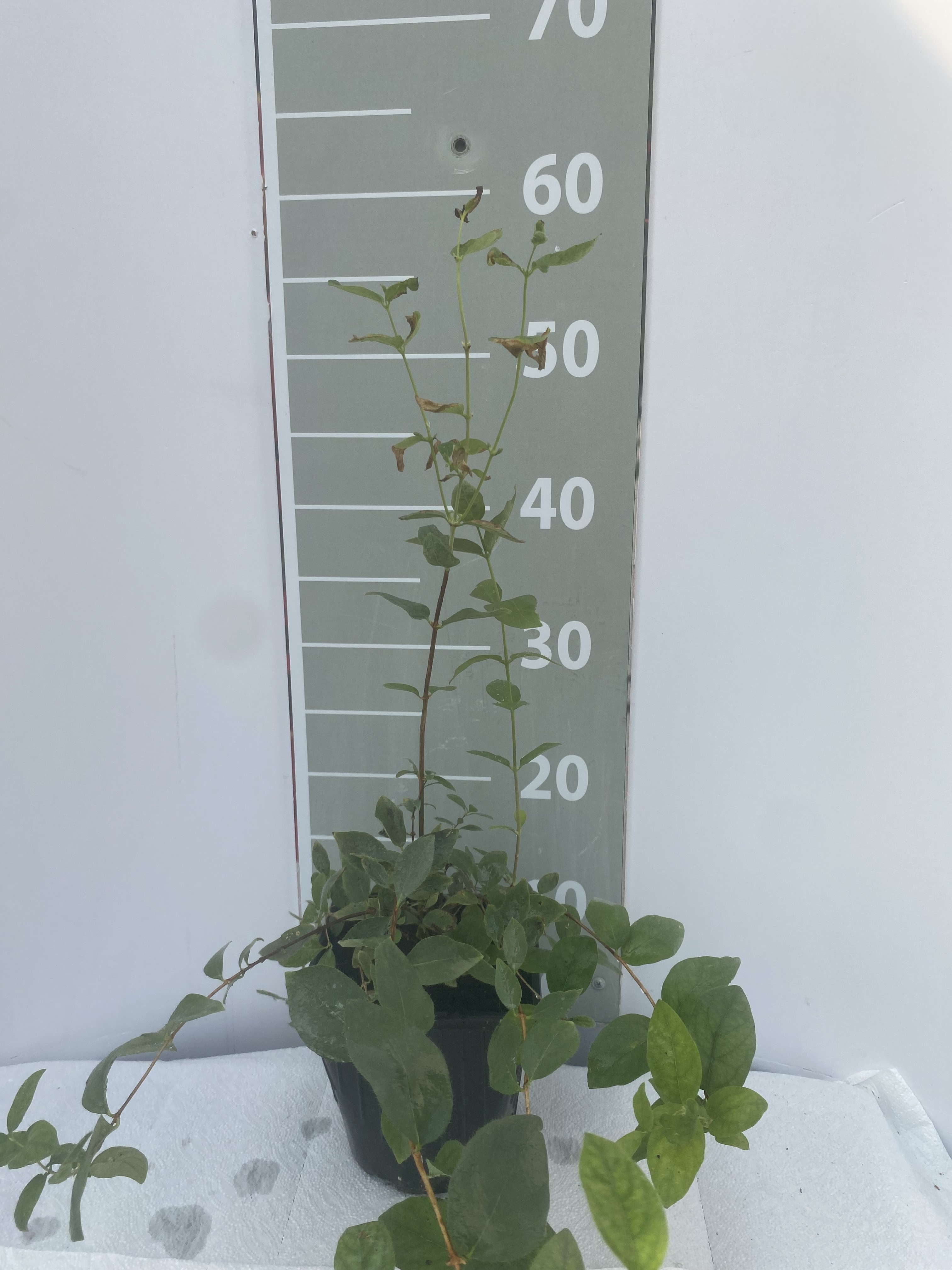 Жимолость Гжелка v2 Lav 