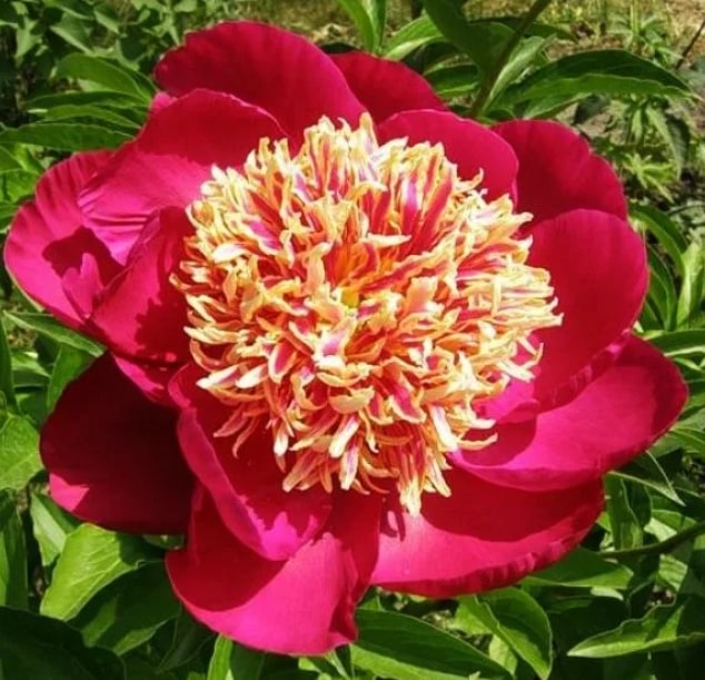 Пион Ниппон Бьюти v5 Tim 