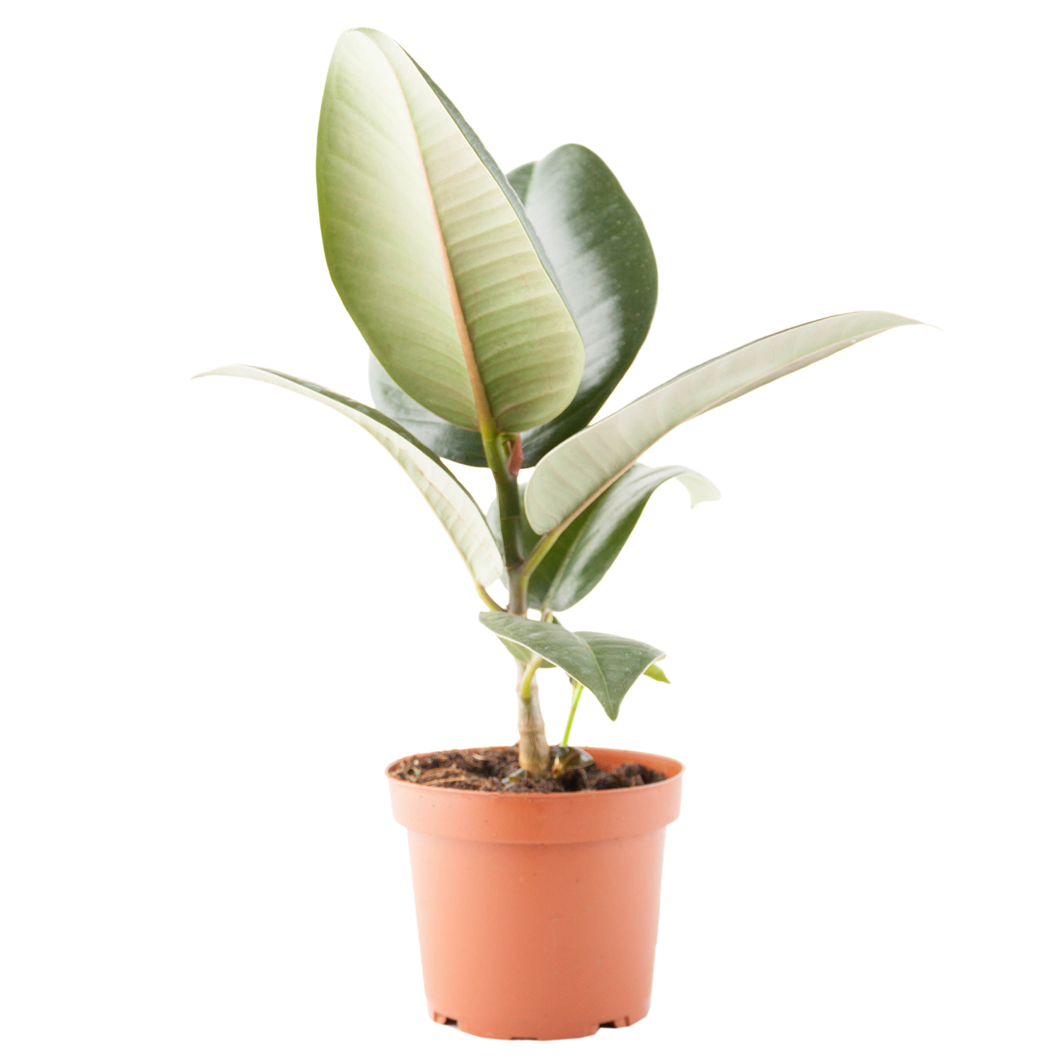 Фикус Эластика d12 