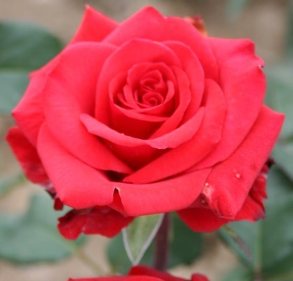 Роза чайно гибридная Ред Берлин в коробке AV 