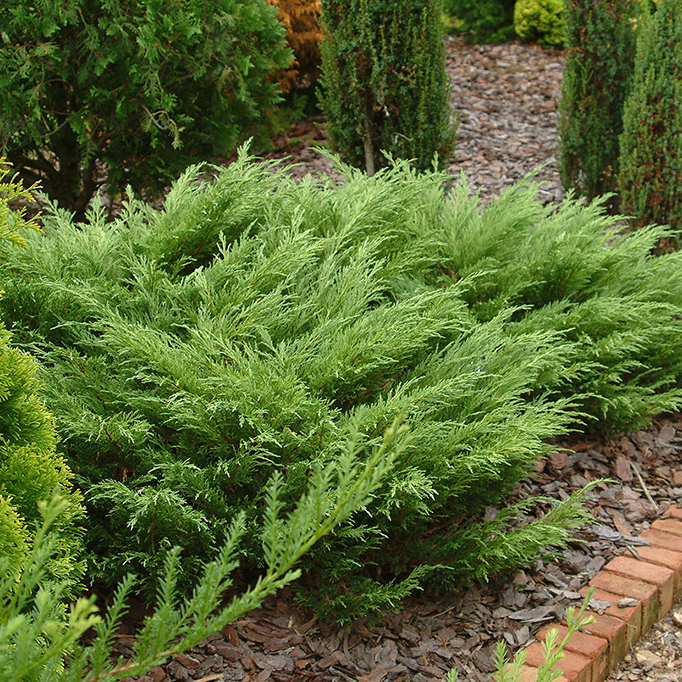 Растение можжевельник казатский Фемина 80-100см  Lt2 