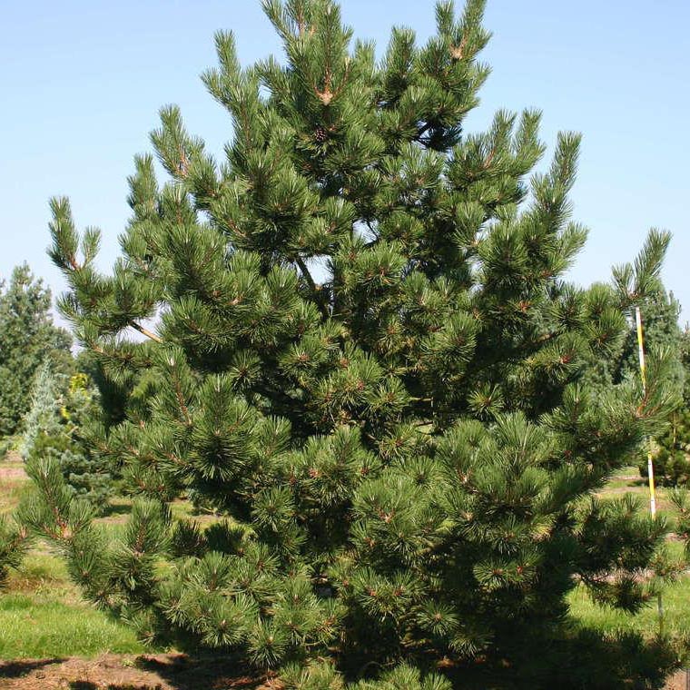 Растение сосна черная Ричард 60-70 см С7,5, Mt 