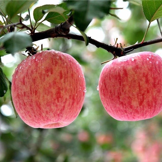 Яблоня Фуджи v7 100-140 Tim 