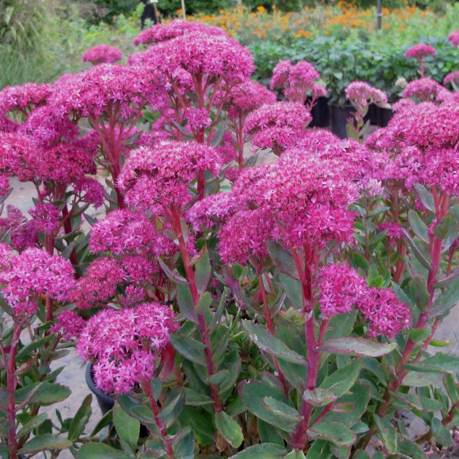 Очиток видный "Карл" v3 Sav 