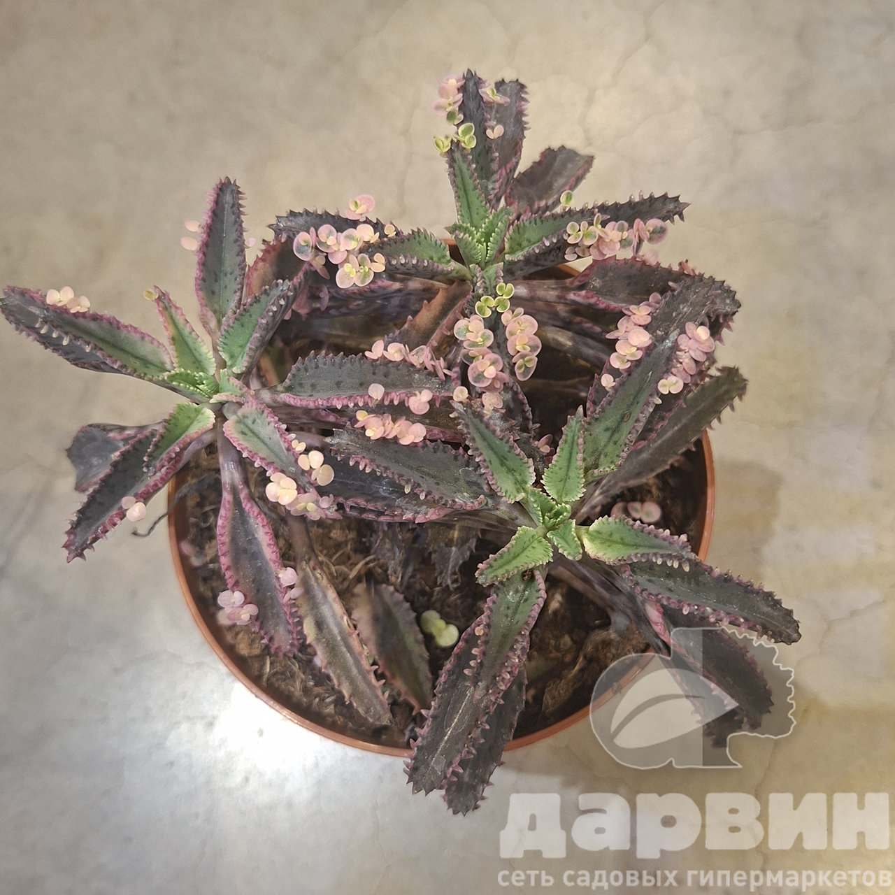 Каланхое зеленый микс d12 h15 