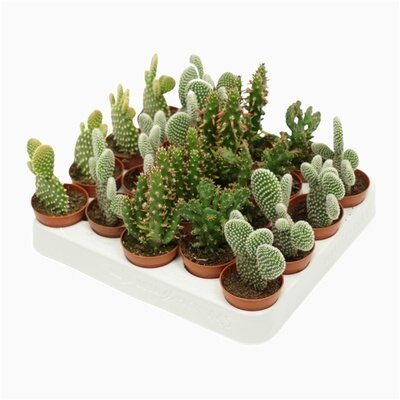 Кактус канарский микс d10-12 h15 