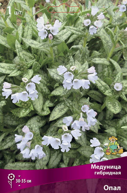 Корневище Медуница гибридная Опал 1шт. Поиск 
