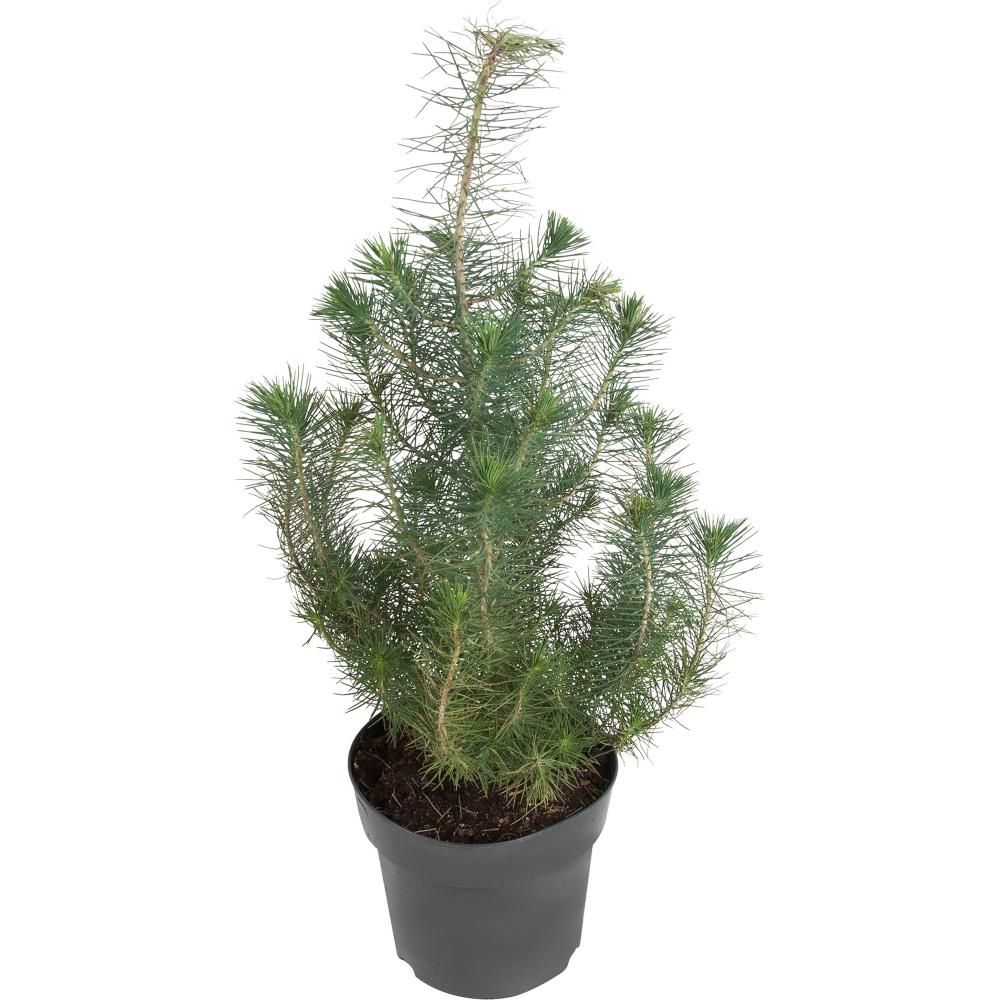 Сосна итальянская Сильвер Крест d10 h35 