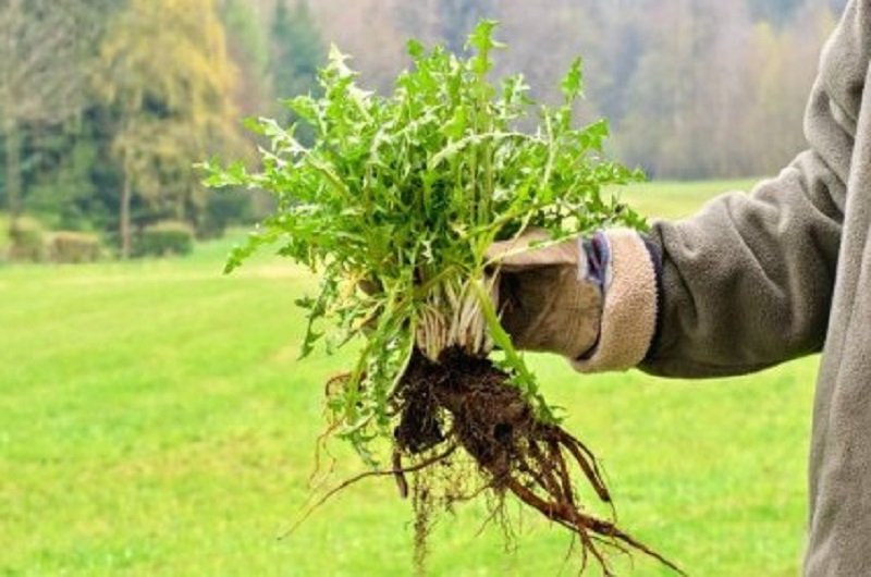 Начинайте борьбу с сорняками