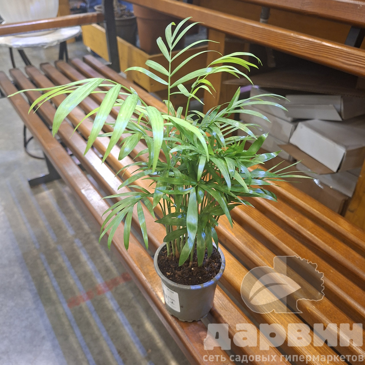 Хамедорея Элеганс d9 h35 