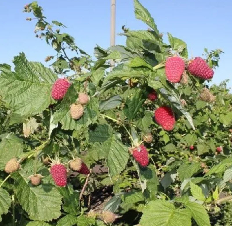 Малина ремонтантные сорта Самохвал С2 20-40 ЦО 