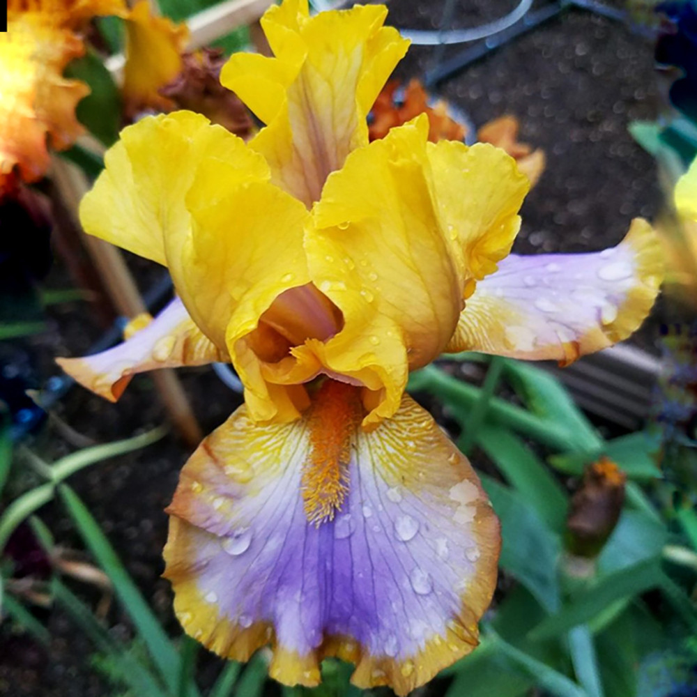 Корневище НВМ Ирис Германский Браун Лассо (I) 1шт 