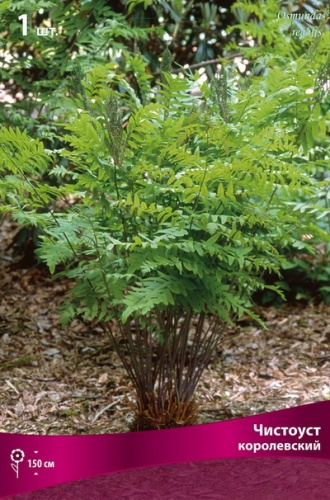 Кореневище Папоротники Чистоуст королевский 1шт Поиск 