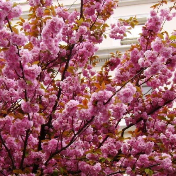 Вишня мелкопильчатая Кику Шидаре-Сакура Р23 h80 