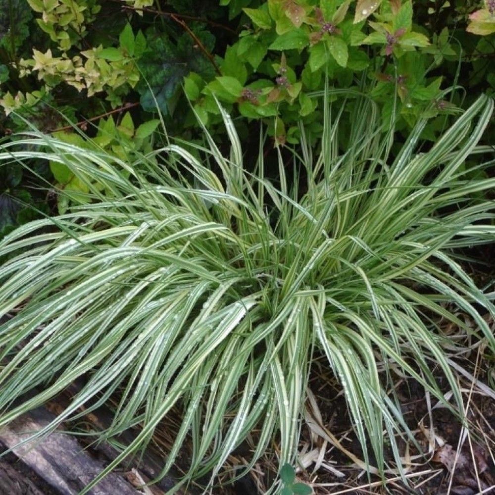 Молиния v1,5 Push 