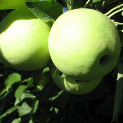 Яблоня Сладкоежка 1-летка Tim 