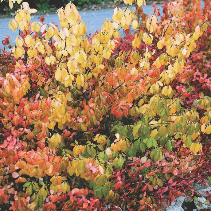 Бересклет форчуна Дартс Бланкет v2 10-15 см Lav 