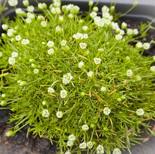 Мшанка шиловидная Аурея р9 Sw 