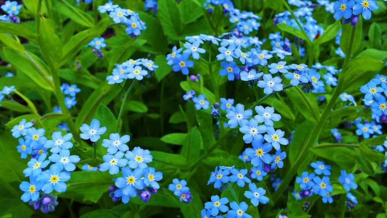 Незабудка Мон Ами Блю "Mon Amie Blue" d12  ХР 