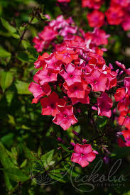 Флокс метельчатый Набат (С2) ЦО 