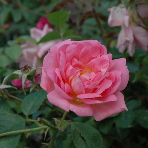 Роза корнесобственная шраб Мари Викторин v5 Tim 