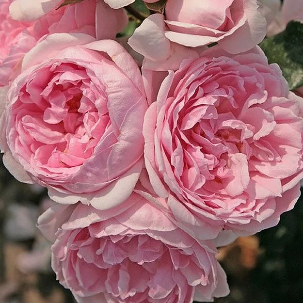 Роза кустовая Синдерелла v5 