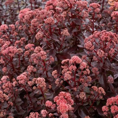 Седум Десерт Блэк d12 ХР 