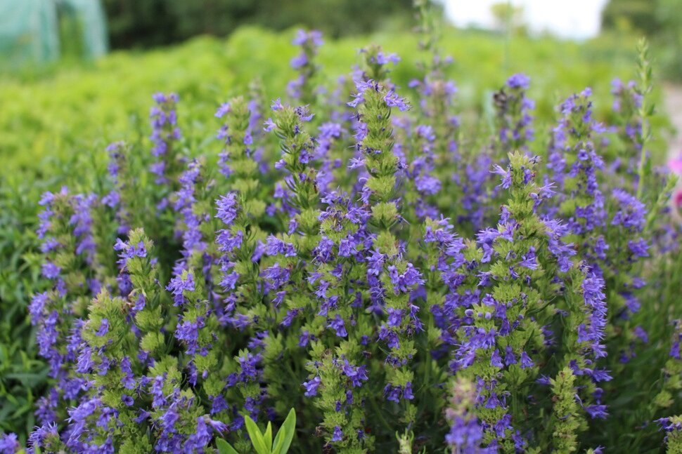 Иссоп лекарственный,d12,XP 