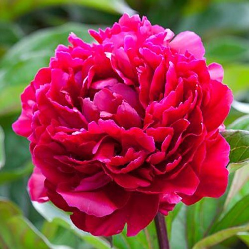 Пион Мадам Гауди v3-5 Tim 