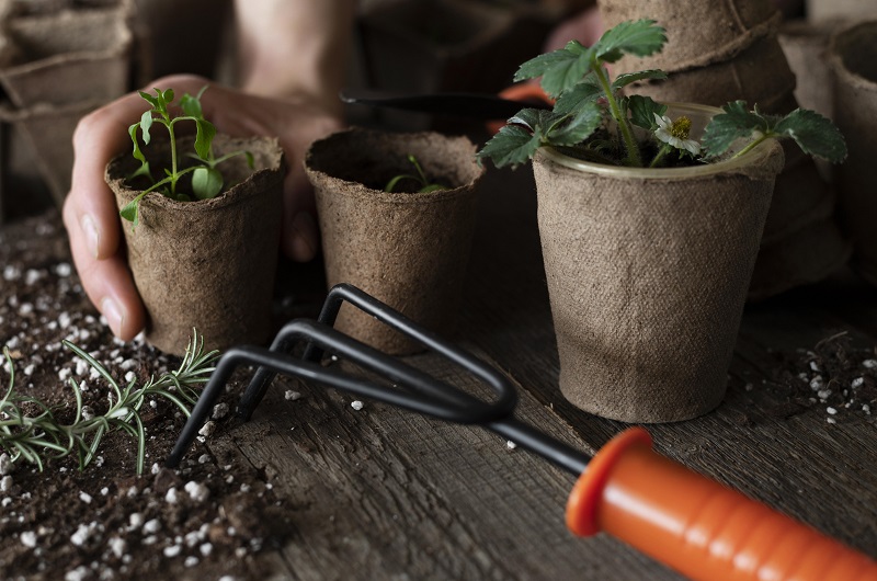 Выберите горшки для рассады 