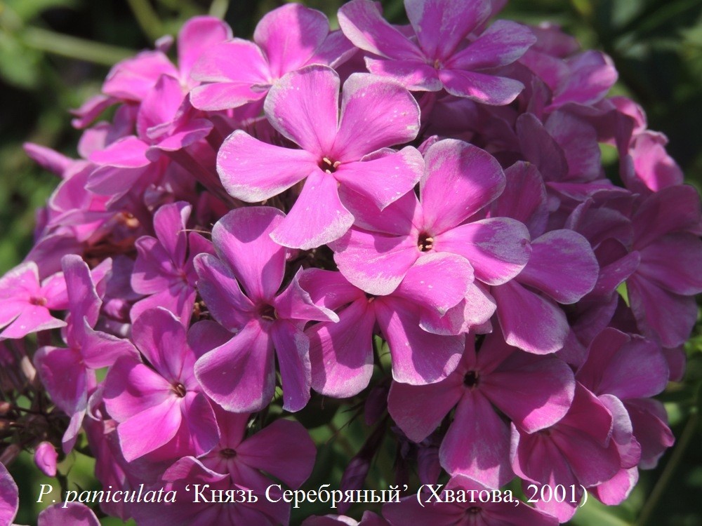 Флокс метельчатый Князь Серебряный v2 Lav 