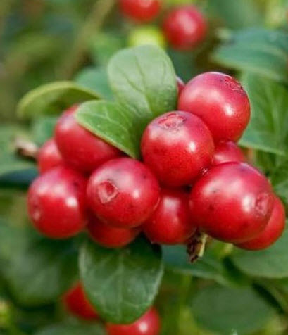 ОсновноеИзображение