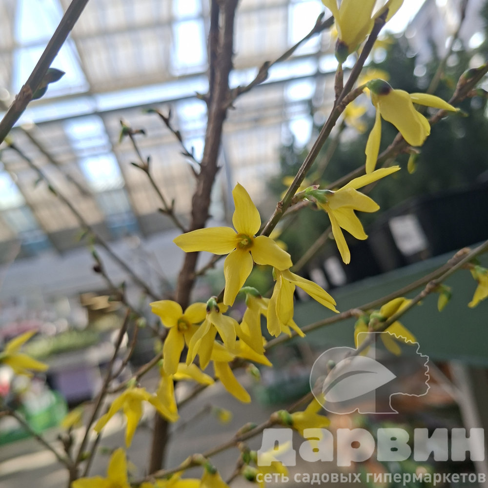 Форзиция промежуточная Викенд v7,5 h80-100 Lav 